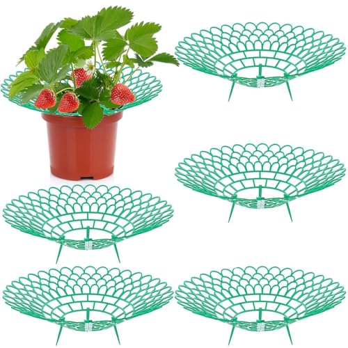 HASTHIP Strawberry Suppoort 10.49 inches Diameter Plastic Strawberry Fruits Support Grid Support Strawberry Fruits Holder Fruits Support Rack Prevent Decay HASTHIP Strawberry Suppoort 10.49 inches Diameter Plastic Strawberry Fruits Support Grid Support Strawberry Fruits Holder Fruits Support Rack Prevent Decay